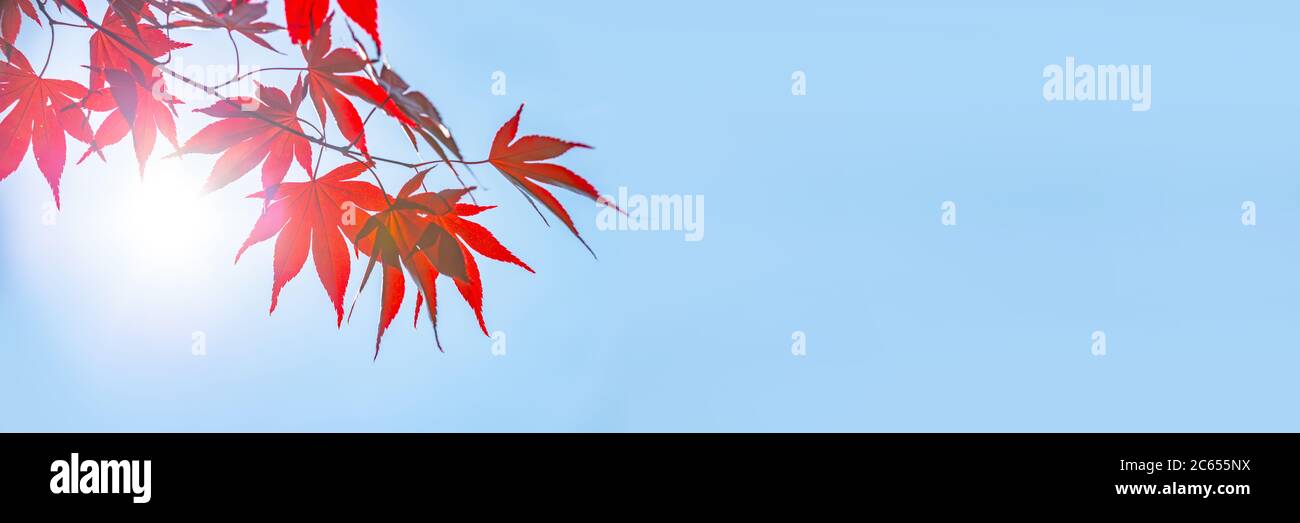 Sonne und roter Ahorn Blätter Panorama Hintergrund mit Copy Space, Herbst Konzept Stockfoto