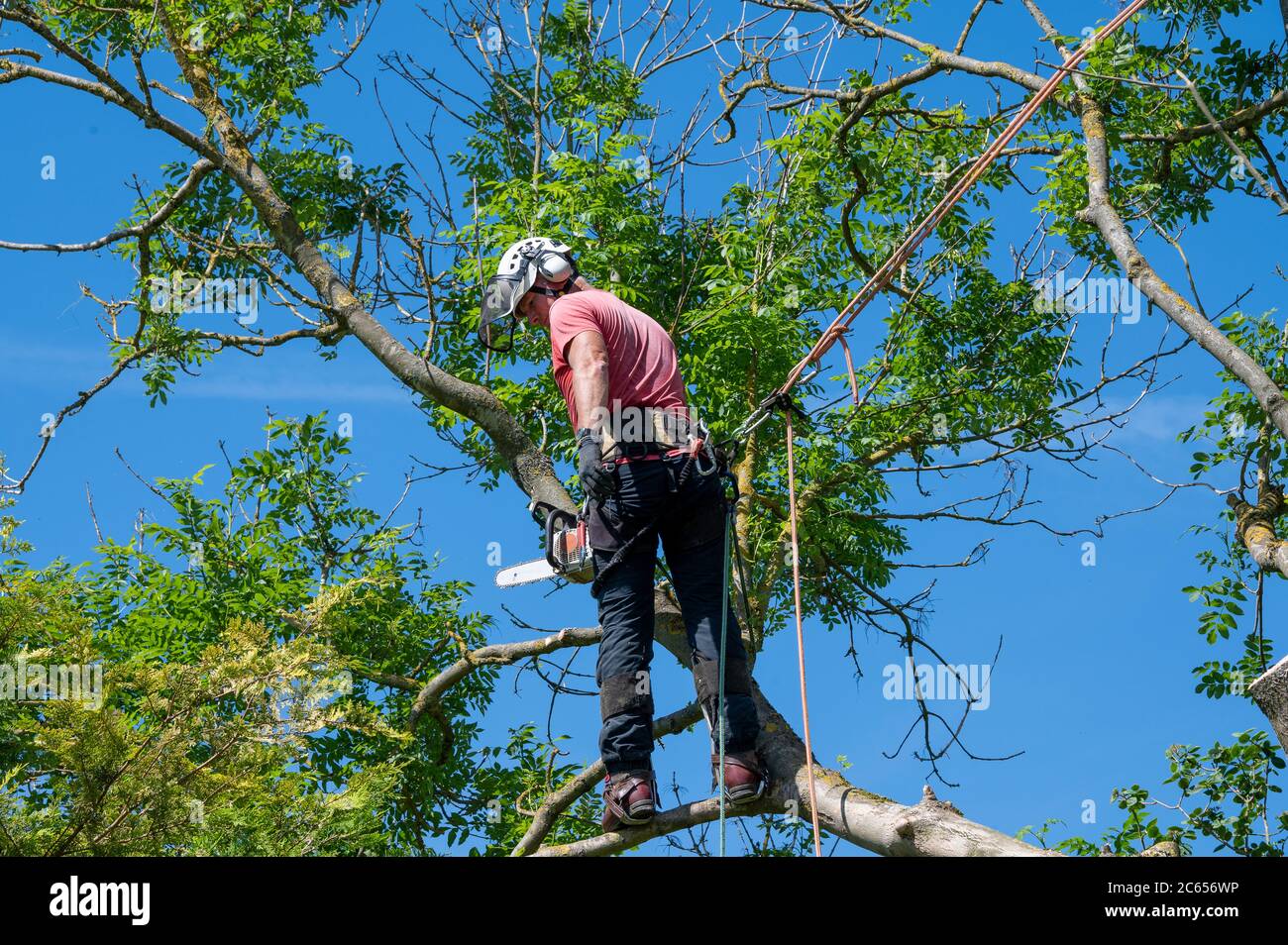Ein Baumchirurg oder Baumpfer mit Sicherheitsseilen bereit, einen Baum zu arbeiten. Stockfoto