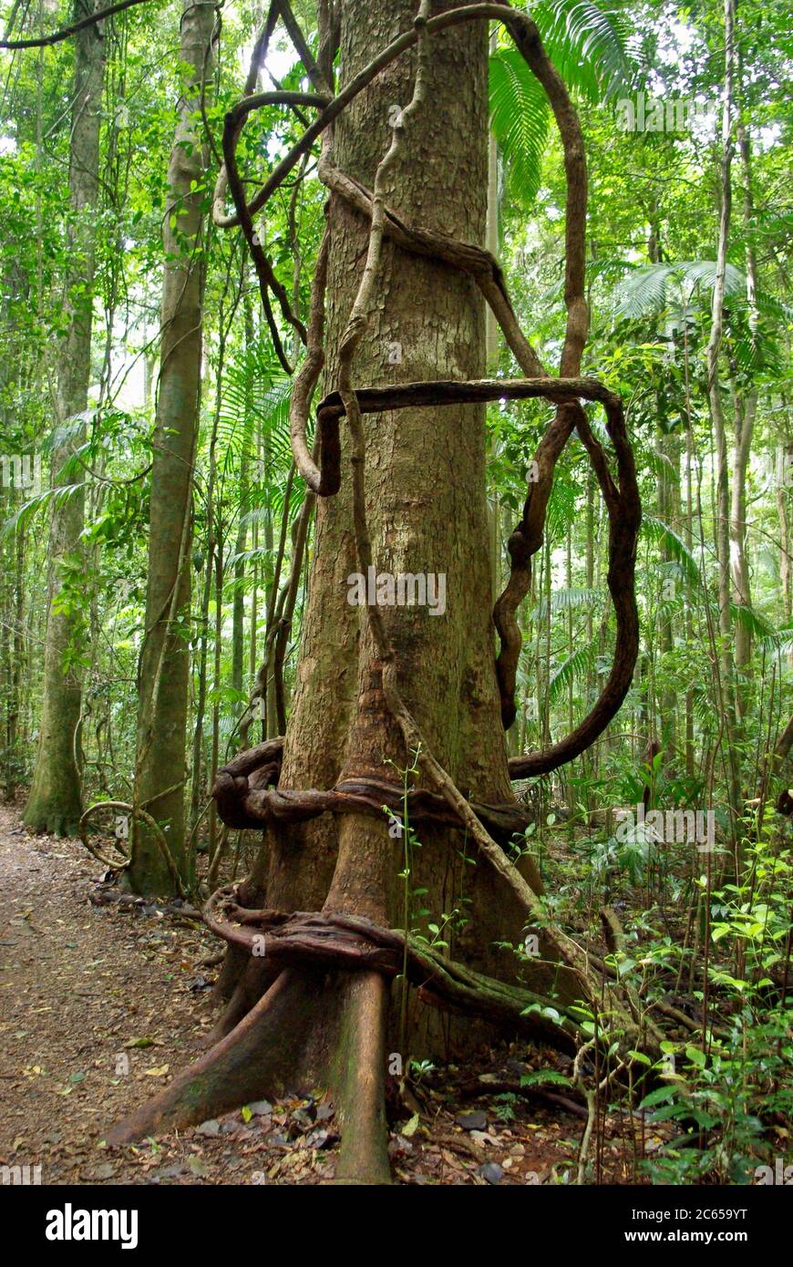 Pandorea pandorana (Wonga Rebe) umkreist den geäßten Schwarzbohnenbaum Mary Cairncross Scenic Reserve Stockfoto