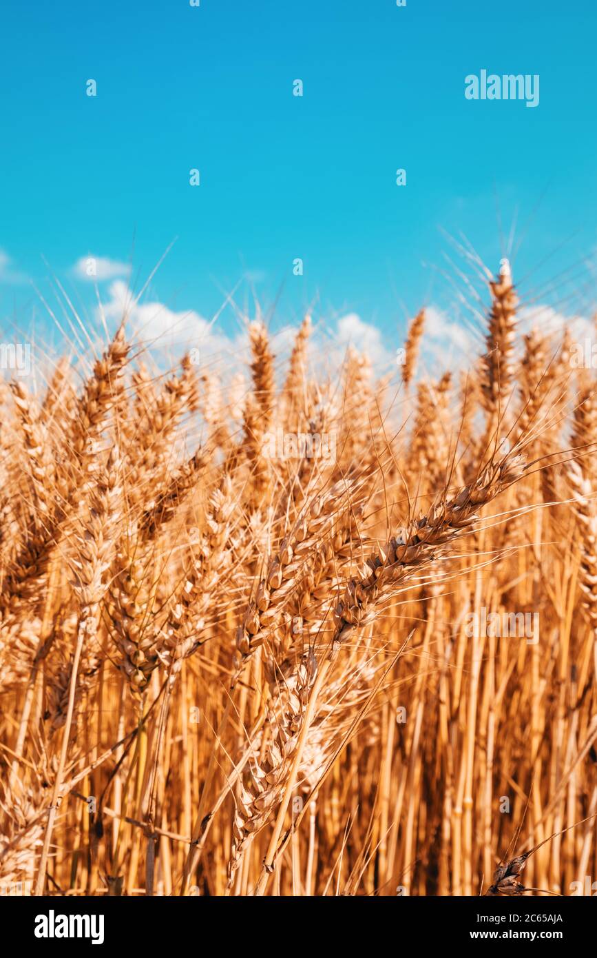 Reife Ernte bereit Weizenernte Feld im Sommer, selektive Fokus Bild mit blauen Himmel als Kopieplatz Stockfoto