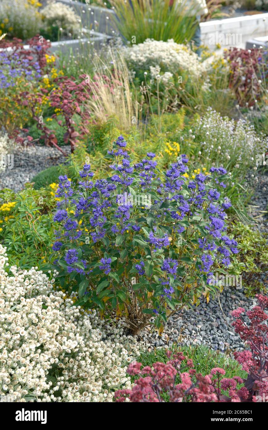 Bartblume Caryopteris × clandonensis GRAND BLEU Stockfoto