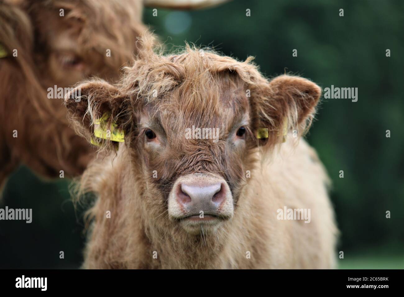 Kopf eines galloway Kalbes als Nahaufnahme Stockfoto