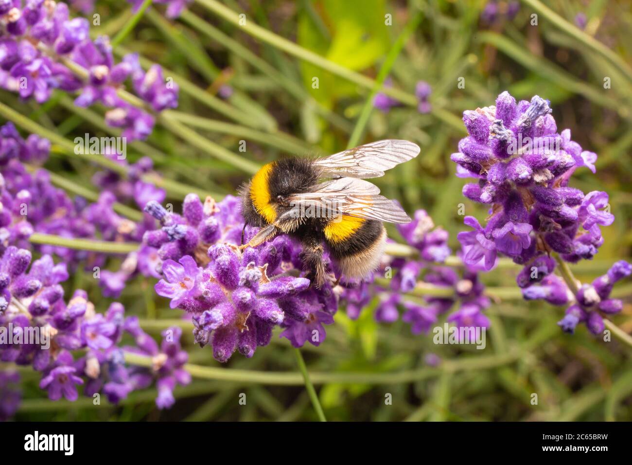 Hummel auf lila Blüten. Makrofoto der Hummel auf Lavendel. Nahaufnahme des Insekts. Stockfoto
