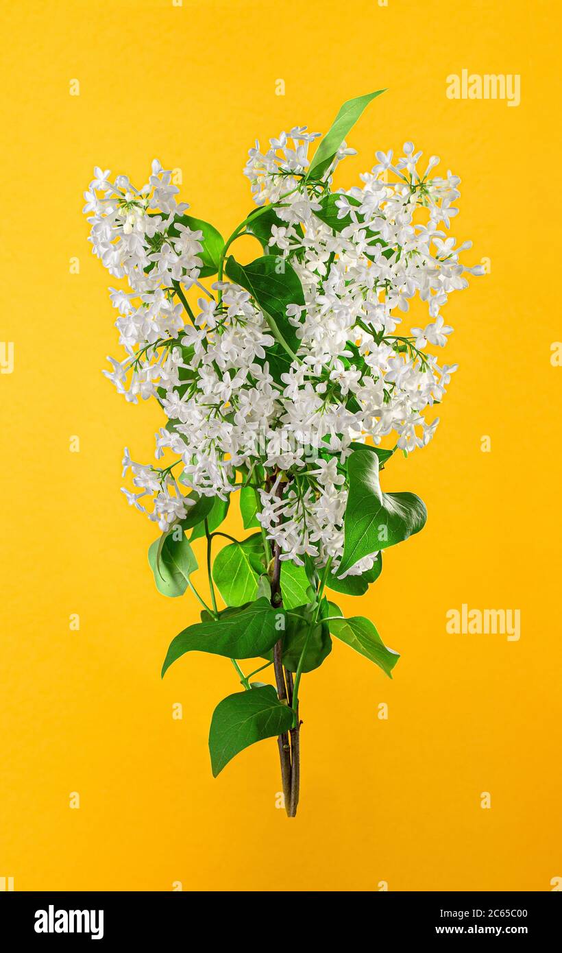 Ansicht der weißen Fliederblüte. Frühling weiß Flieder Zweig auf einem hellen gelben Hintergrund Stockfoto