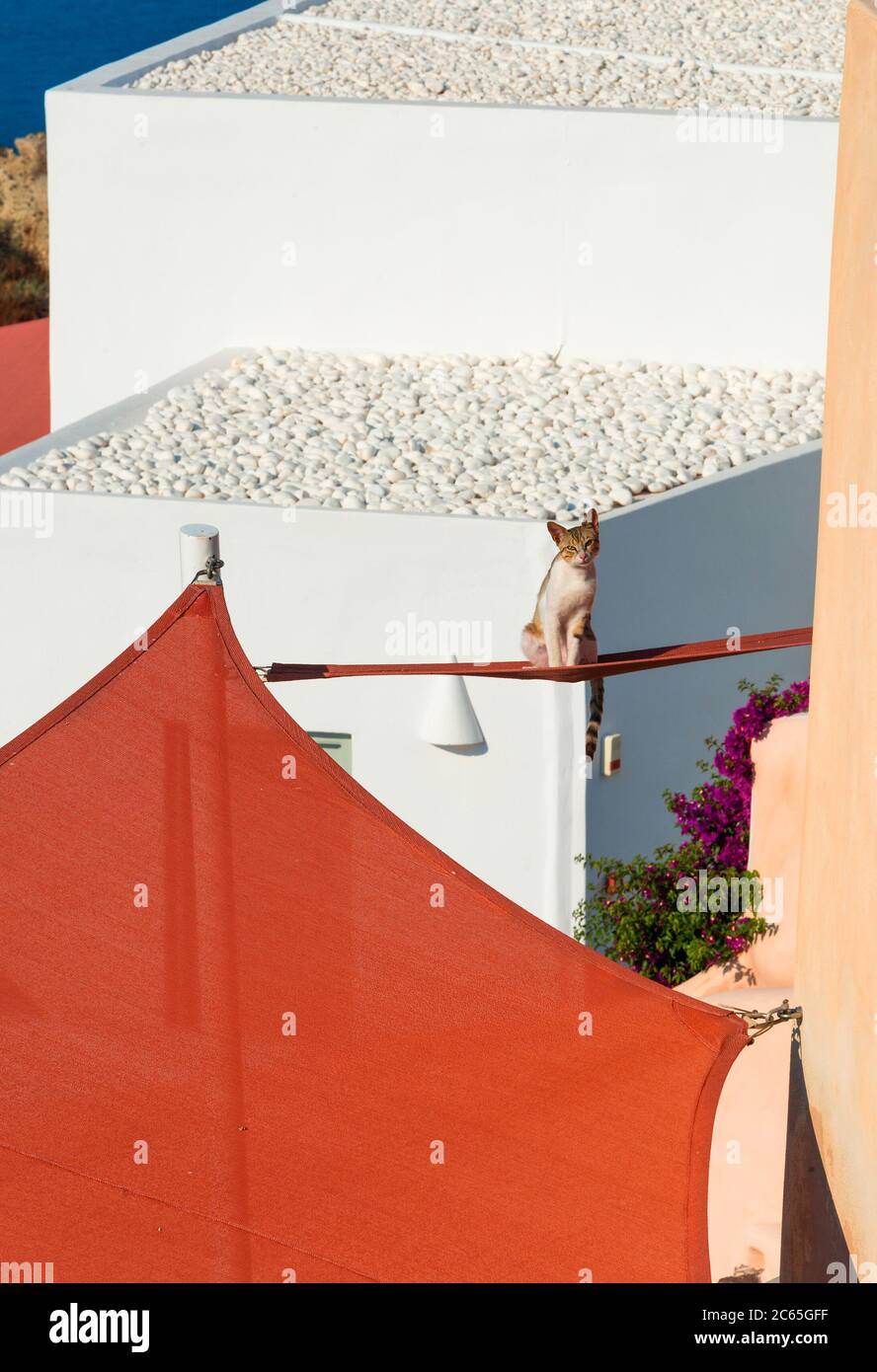 Eine Katze balanciert auf einer roten Plane in der Stadt Oia, Santorini Insel Stockfoto