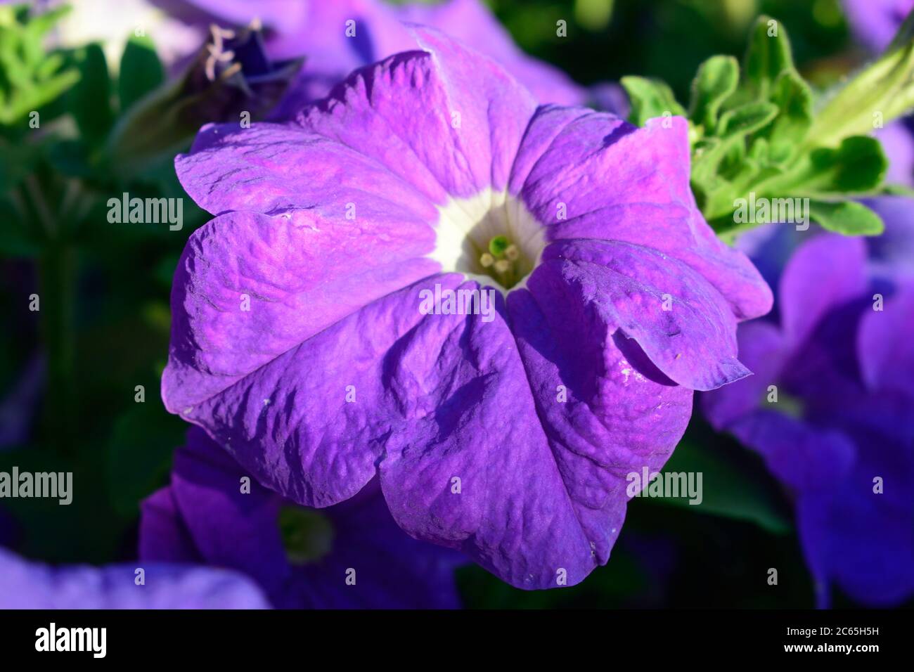 Pretty Purple Blumen wachsen in einem sibirischen Garten Stockfoto