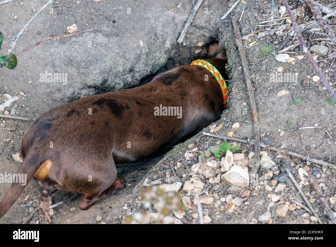 Dackel, der in einen Dachsbau schaut Stockfoto