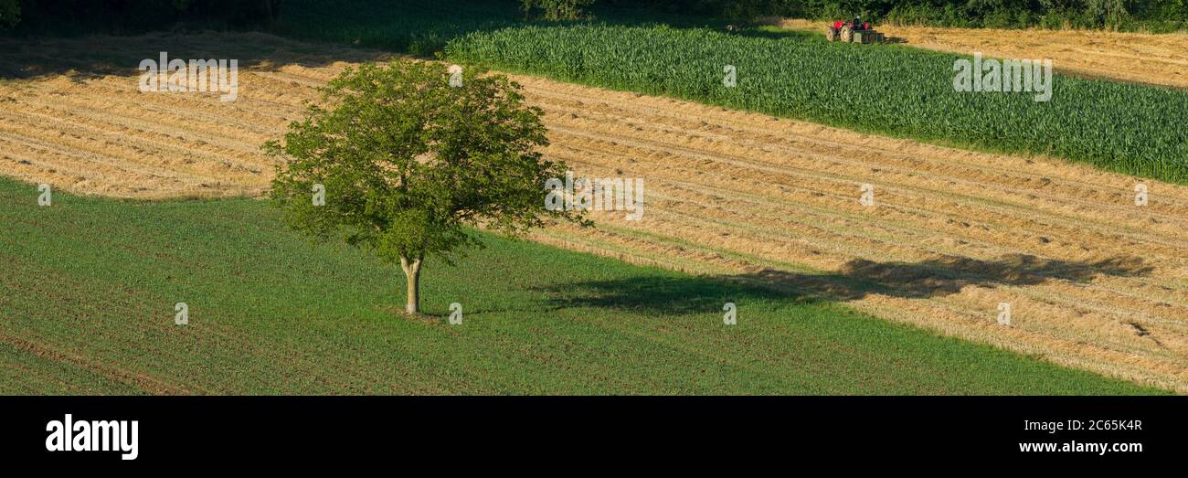 Ein Baum in der landwirtschaftlichen Tätigkeit Stockfoto