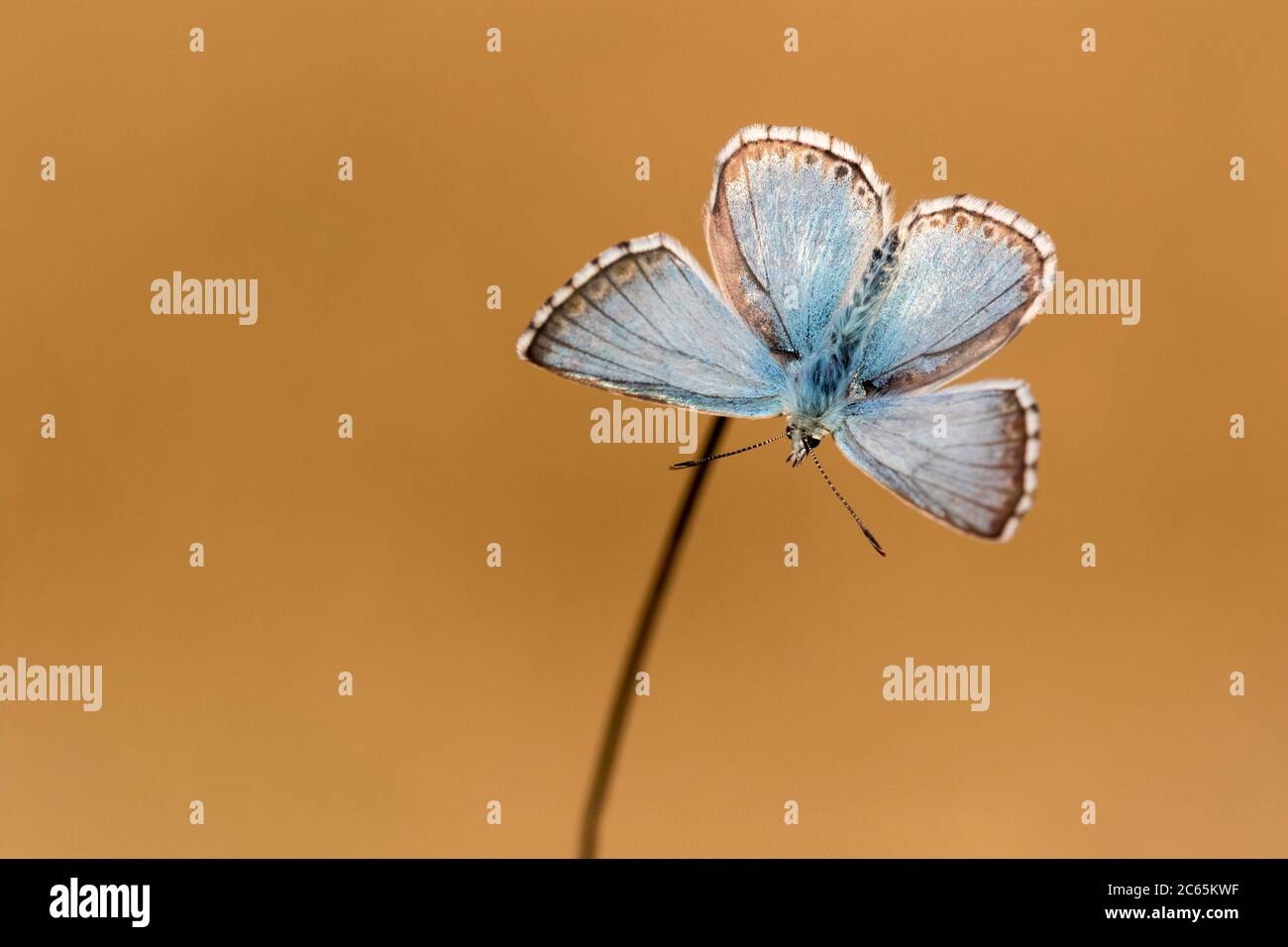 Blauwtje Bleek, Kreide - Hügel Blau, Polyommatus coridon Stockfoto