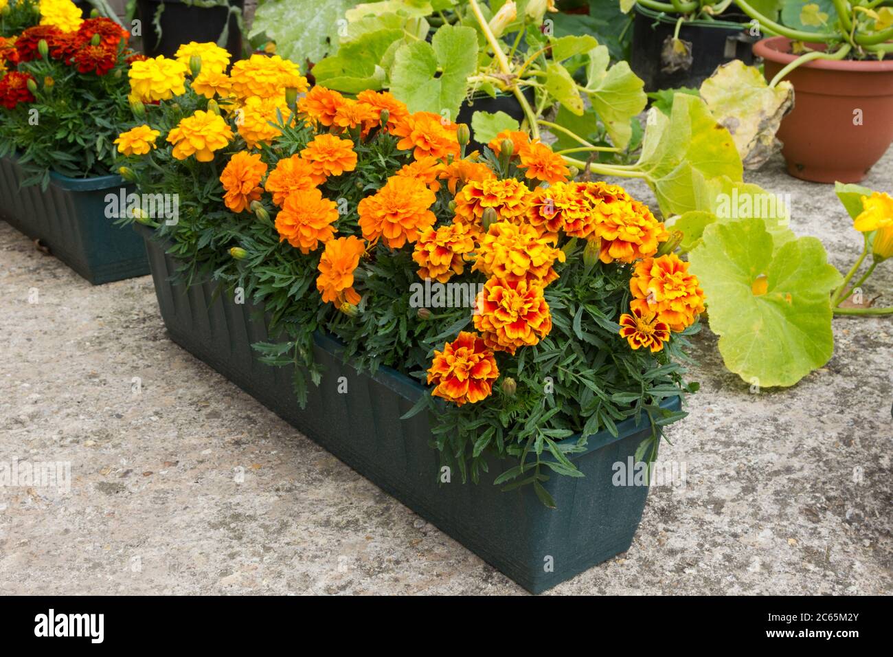 Orange und rote Ringelblumen in einem Pflanzenkügen Stockfoto