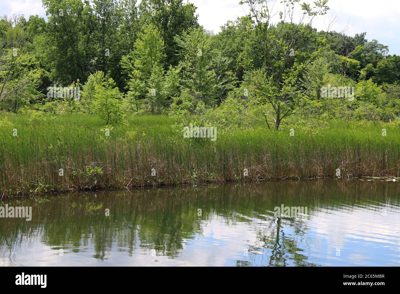 Am See üppige Bäume spiegeln sich auf dem Wasser mit blauem Himmel Stockfoto