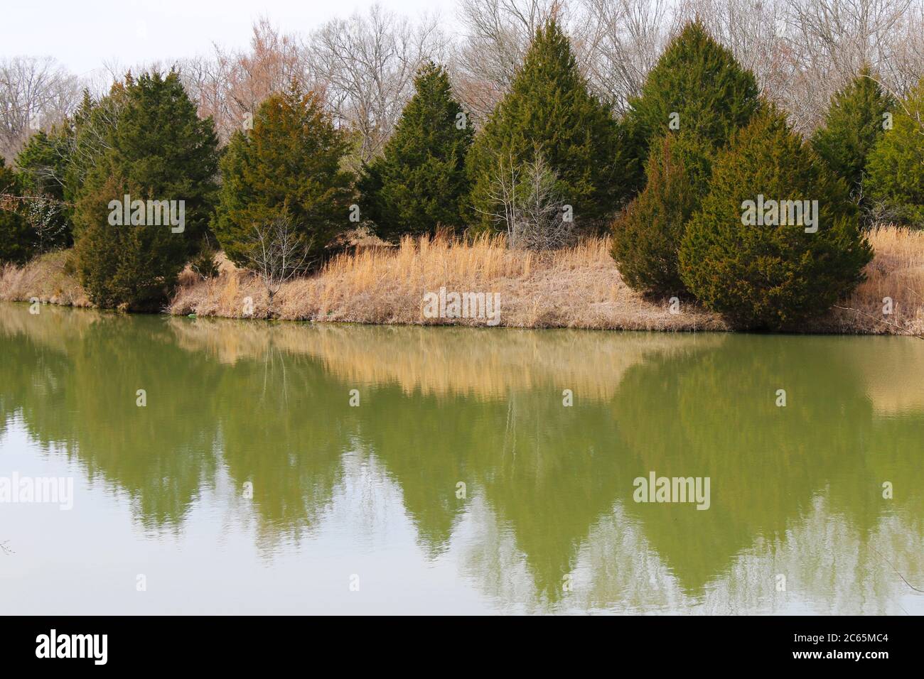 Fallen Pinien werfen eine Reflexion auf eine ruhige See-Szene Stockfoto