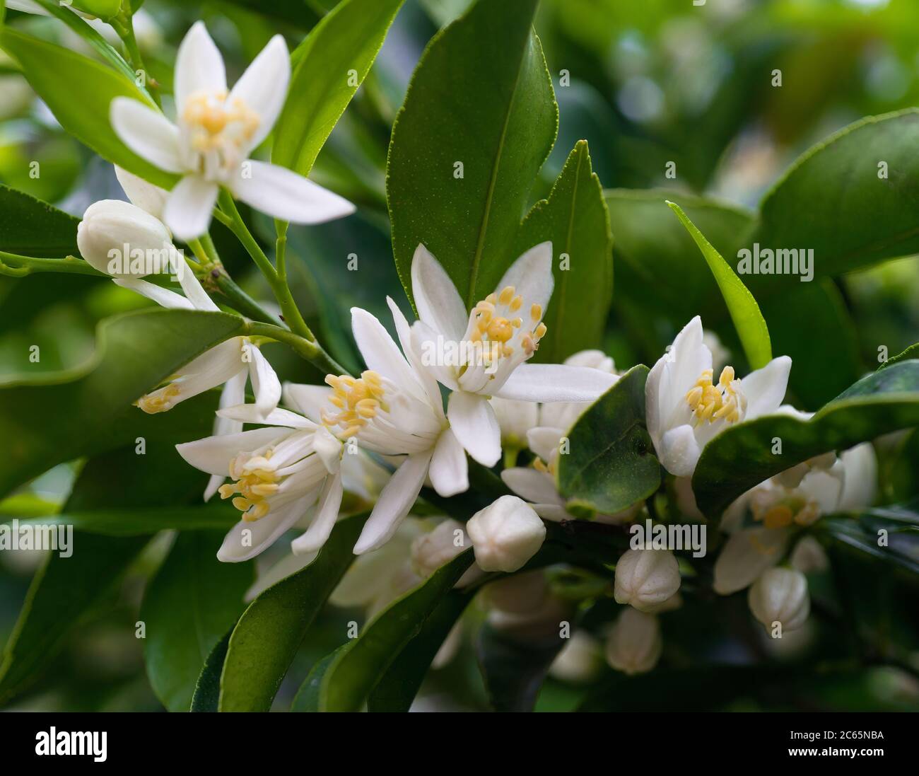 Nahaufnahme Bild von Mandarinenblüten und grünen Blättern mit weichem Licht und erste kleine Mandarinenfrucht bereits sichtbar Stockfoto
