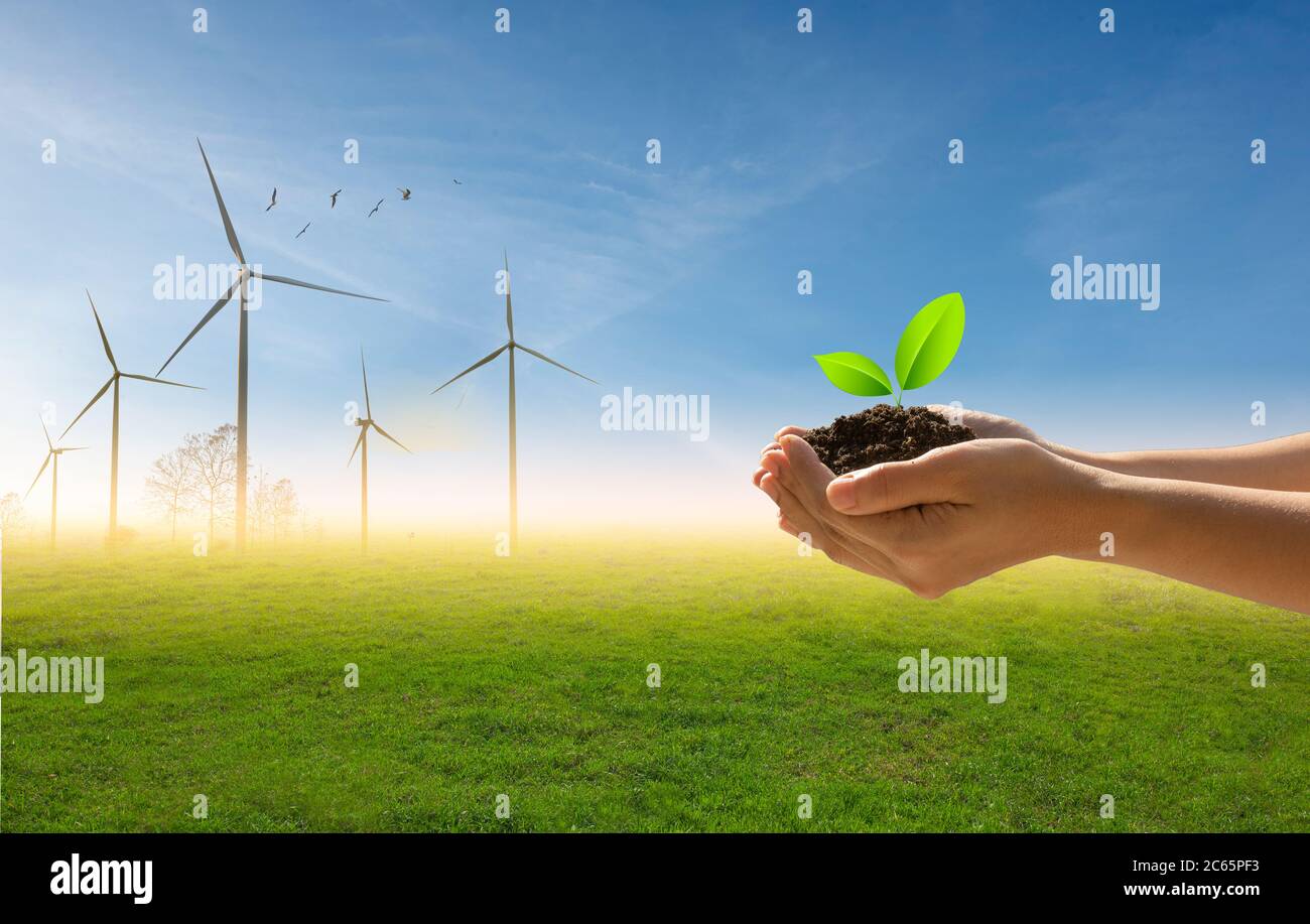 Ein kleiner grüner Baum in der Hand auf dem Hintergrund der Vogelschar, blauer Himmel und grünes Feld mit Turbinen.Grüne Energie und Natur Konzept. Stockfoto