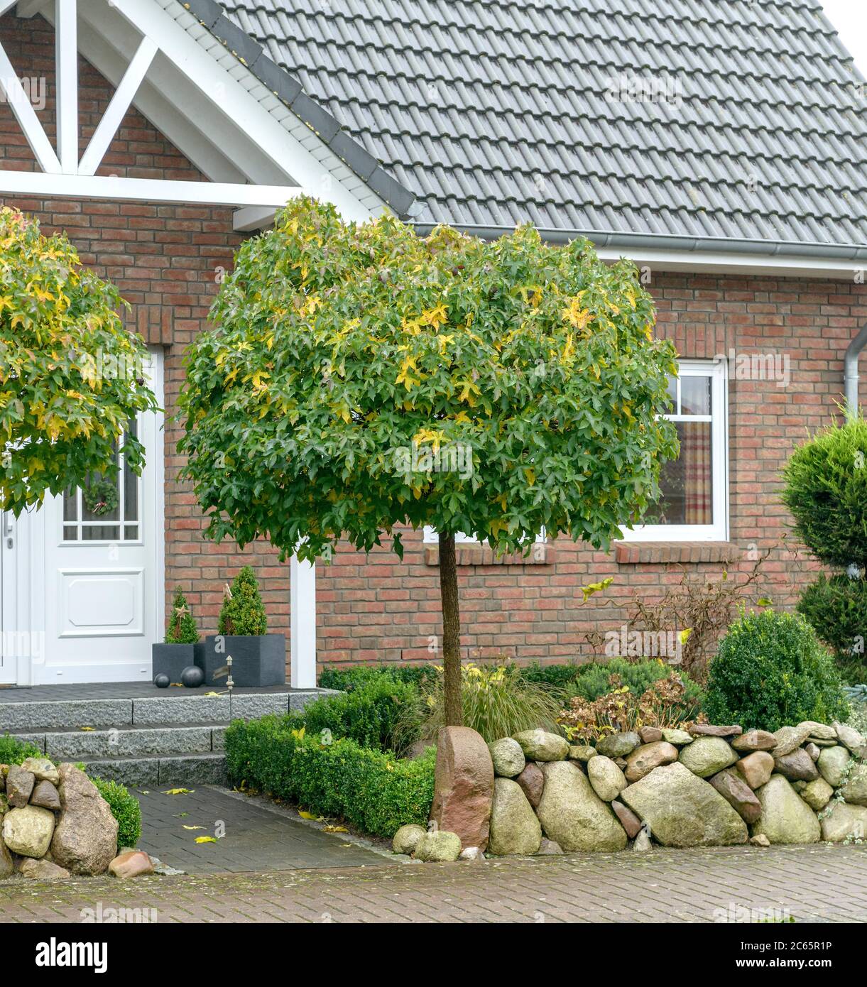 KugelAmberbaum Liquidambar styraciflua Gum Ball Stockfotografie Alamy
