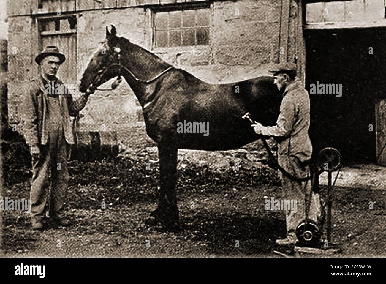 1920 EIN gedrucktes Foto von Farmer W W Ballantyne von Neidpath Farm, Stratford, Ontario, Kanada mit einem neu erfundenen Elektrorasierer/Trimmer. Ballantyne war eigentlich ein Züchter von Kurzhornkühen. Stockfoto