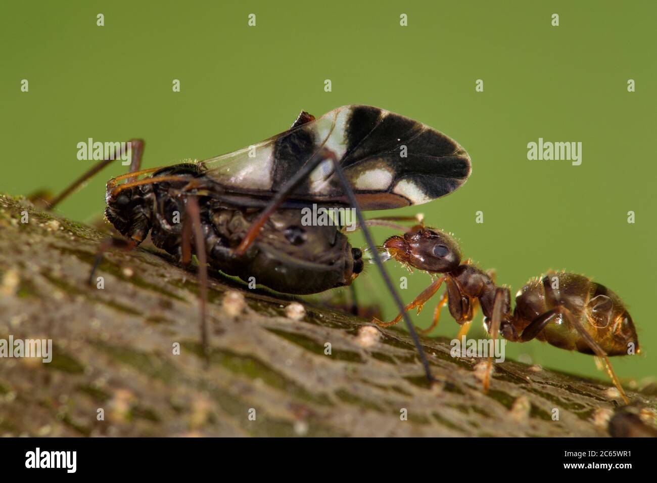 Ameisen und Blattläuse haben eine mutualistische Beziehung. Ameisen ernähren sich von dem Honigtau, der von den Blattläusen ausgeschieden wird, und schützen die Blattläuse im Gegenzug. Naturschutzgebiet Altwarper Binnendünen, Mecklenburg-Vorpommern, Deutschland Stockfoto
