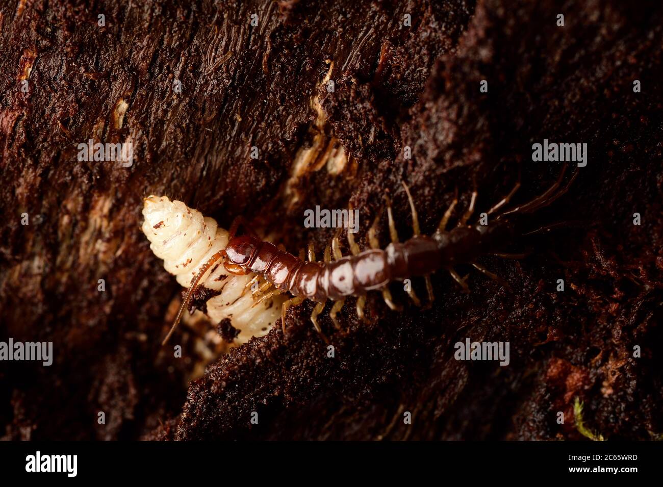 Ein Steinläufer (Lithobius spec.) frisst die Käfer-Larven des Pinchbucks (Rhagium sycophanta) im Totholz einer Eiche. Kiel, Gemany Stockfoto