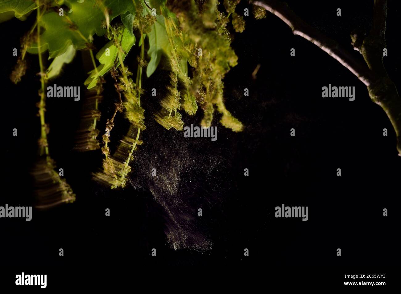 Durch Schütteln fällt der Pollen von den männlichen Blüten der Stieleiche (Quercus robur) und wird vom Wind verbreitet, Kiel, Deutschland Stockfoto