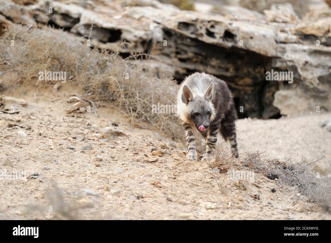 Braune Hyäne (Parahyena brunnea oder Hyena brunnea), Welpen vor der Höhle, 8 Monate alt, Tsau //Khaeb National Park (ehemals Sperrgebiet NP), Namibia Stockfoto