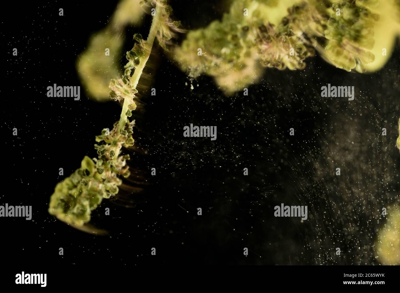 Durch Schütteln fällt der Pollen von den männlichen Blüten der Stieleiche (Quercus robur) und wird vom Wind verbreitet, Kiel, Deutschland Stockfoto