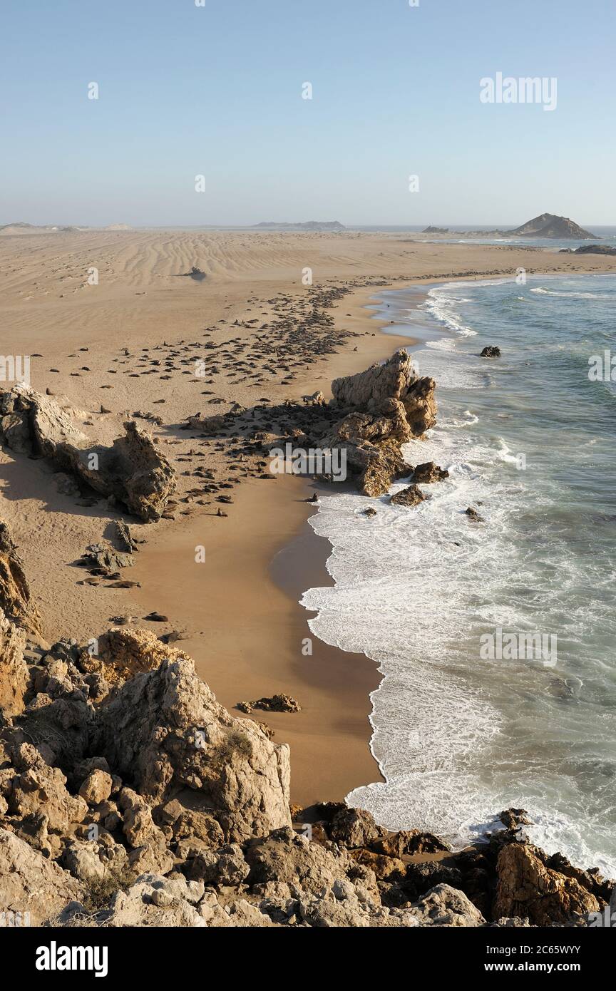 Kapfellrobben am Tideline (Arctocephalus pusillus pusillus) Tsau //Khaeb National Park (ehemals Sperrgebiet NP), Namibia Stockfoto