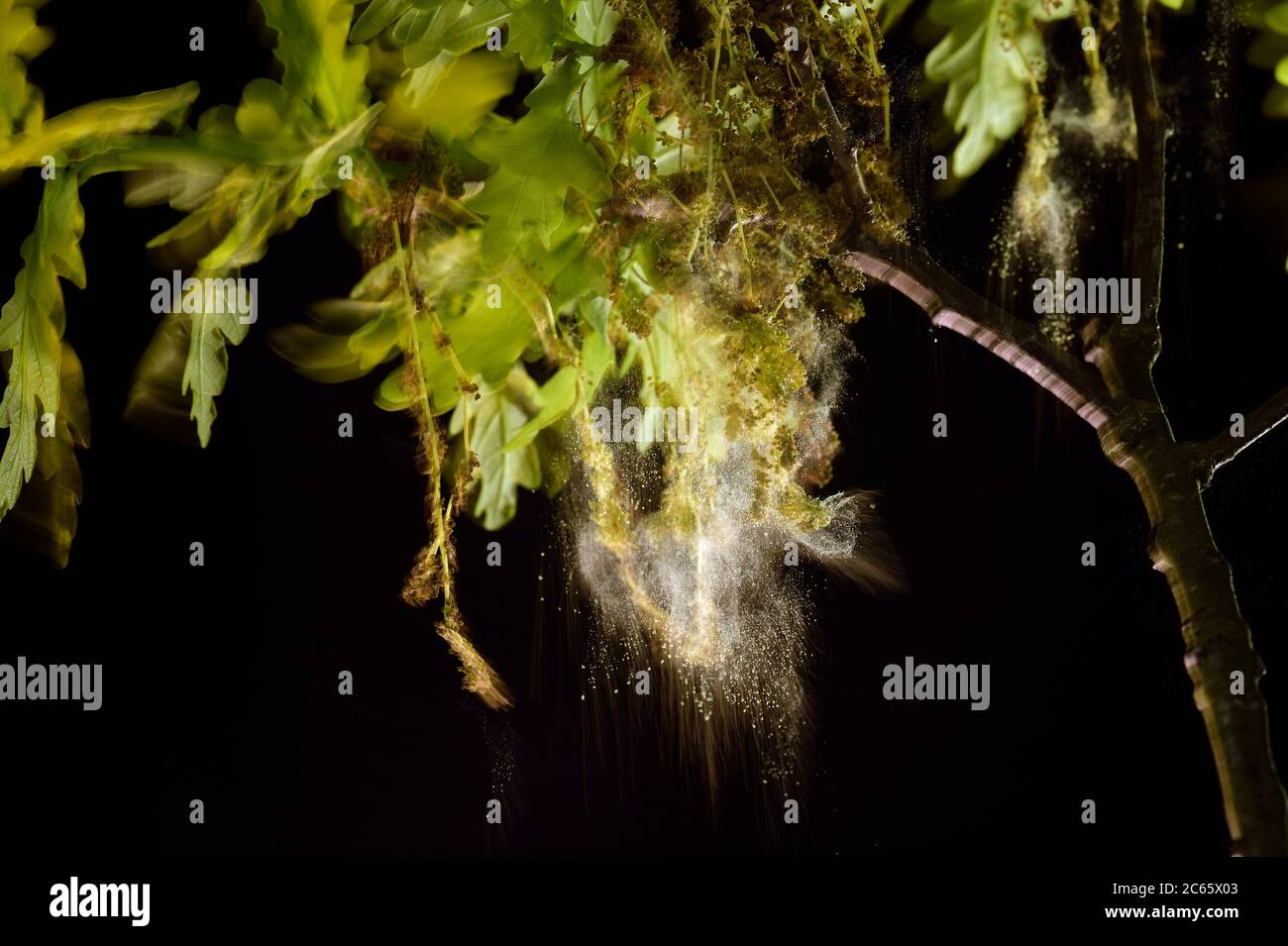 Durch Schütteln fällt der Pollen von den männlichen Blüten der Stieleiche (Quercus robur) und wird vom Wind verbreitet, Kiel, Deutschland Stockfoto