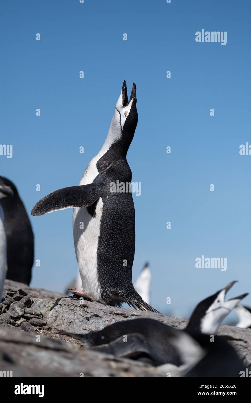 Kinnriemen Pinguin (Pygoscelis antarctica) auf Signy Island, Krönungsinsel, Antarktis Stockfoto