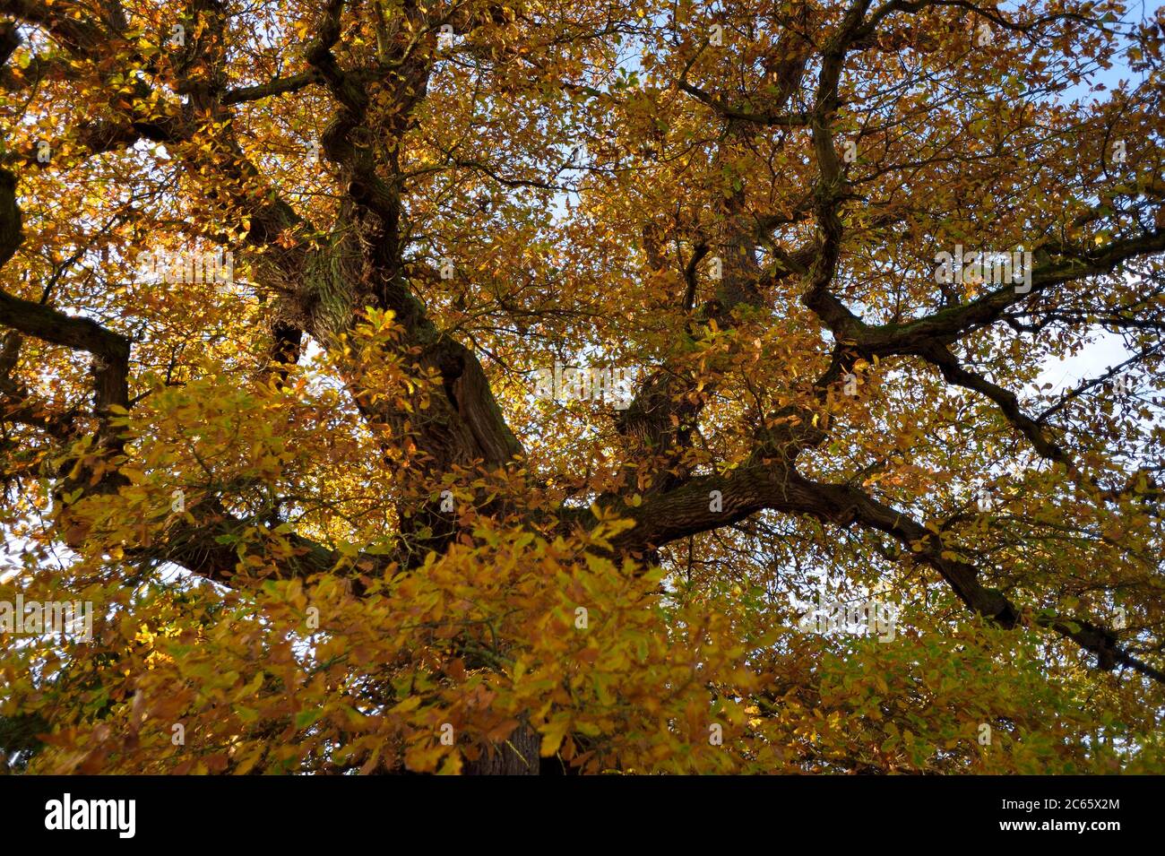 Englische Eiche (Quercus robur) Baumkrone in Herbstfarben. Einzelne Eiche. Kellerwald, Hessen, Deutschland Stockfoto