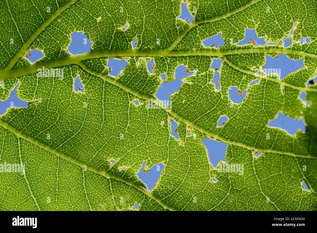 Fütterungsspuren in einem Blatt der stieligen Eiche (Quercus robur) Biosphärenreservat Niedersächsische Elbtalaue, Deutschland Stockfoto