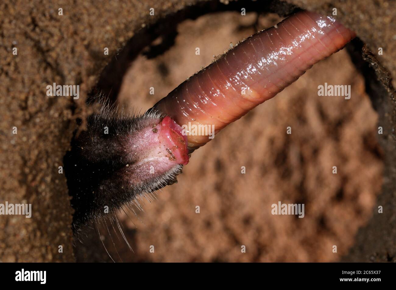 Der Europäische Maulwurf (Talpa europaea) hat in seinem unterirdischen Bau in Kiel einen Wurm gefangen Stockfoto