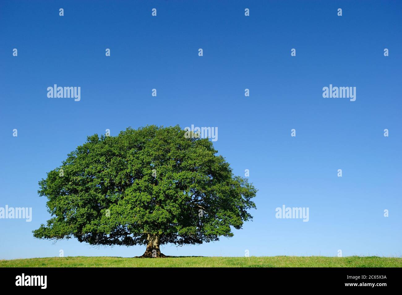 Zweistämmige freistehende Eiche (Quercus robur), einstämmiger Baum, breite Kronform, Wiese um, Nauroth, Deutschland Stockfoto