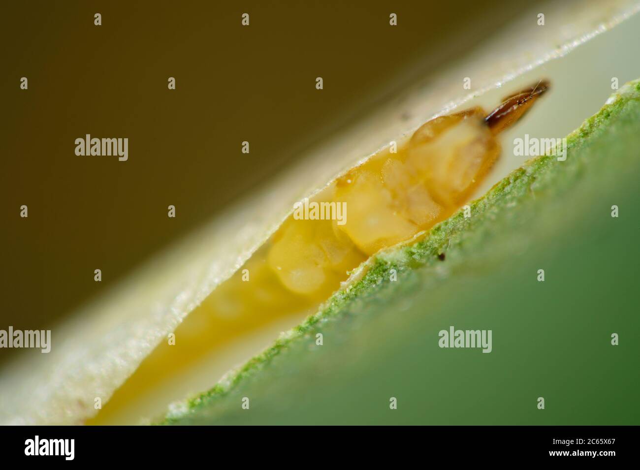 Blattbergwerke von Moth (Tischeria ekebladella) in Eichenlaub, Biosphärenreservat Niedersächsische Elbtalaue, Niedersachsen, Deutschland Stockfoto