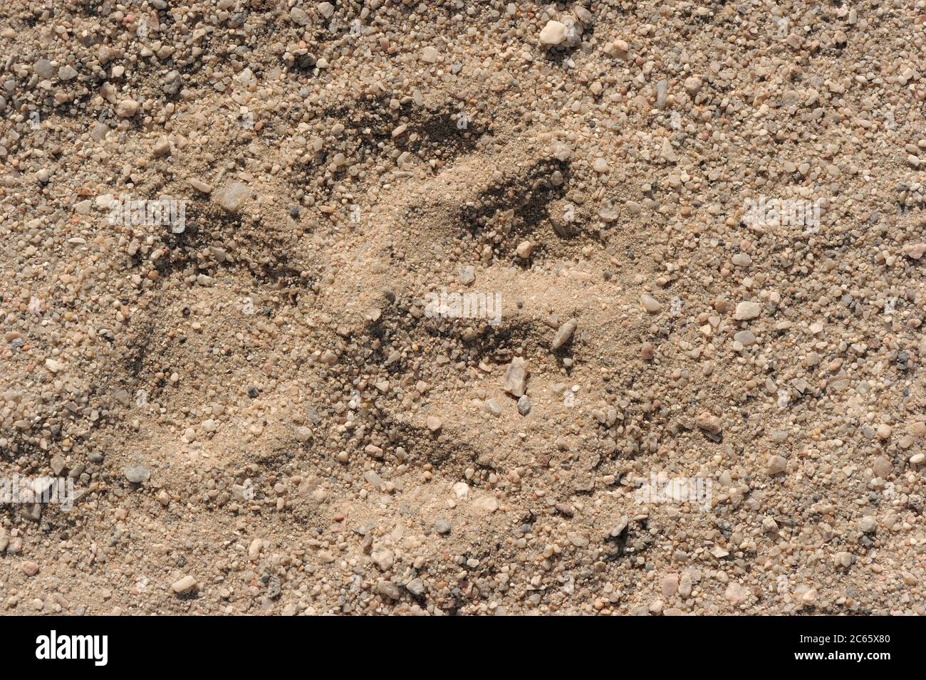 Fußabdruck von der vorderen Schenkel einer Braunhyäne (Parahyena brunnea oder Hyena brunnea), Tsau //Khaeb National Park (ehemals Sperrgebiet NP), Namibia Stockfoto