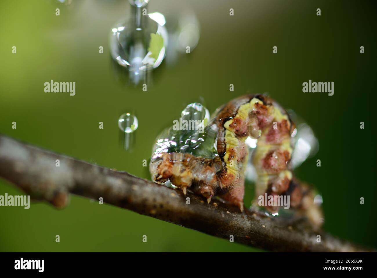 Melierte Umber (Erannis defoliaria) im Regen, Biosphärenreservat Niedersächsische Elbtalaue, Deutschland Stockfoto