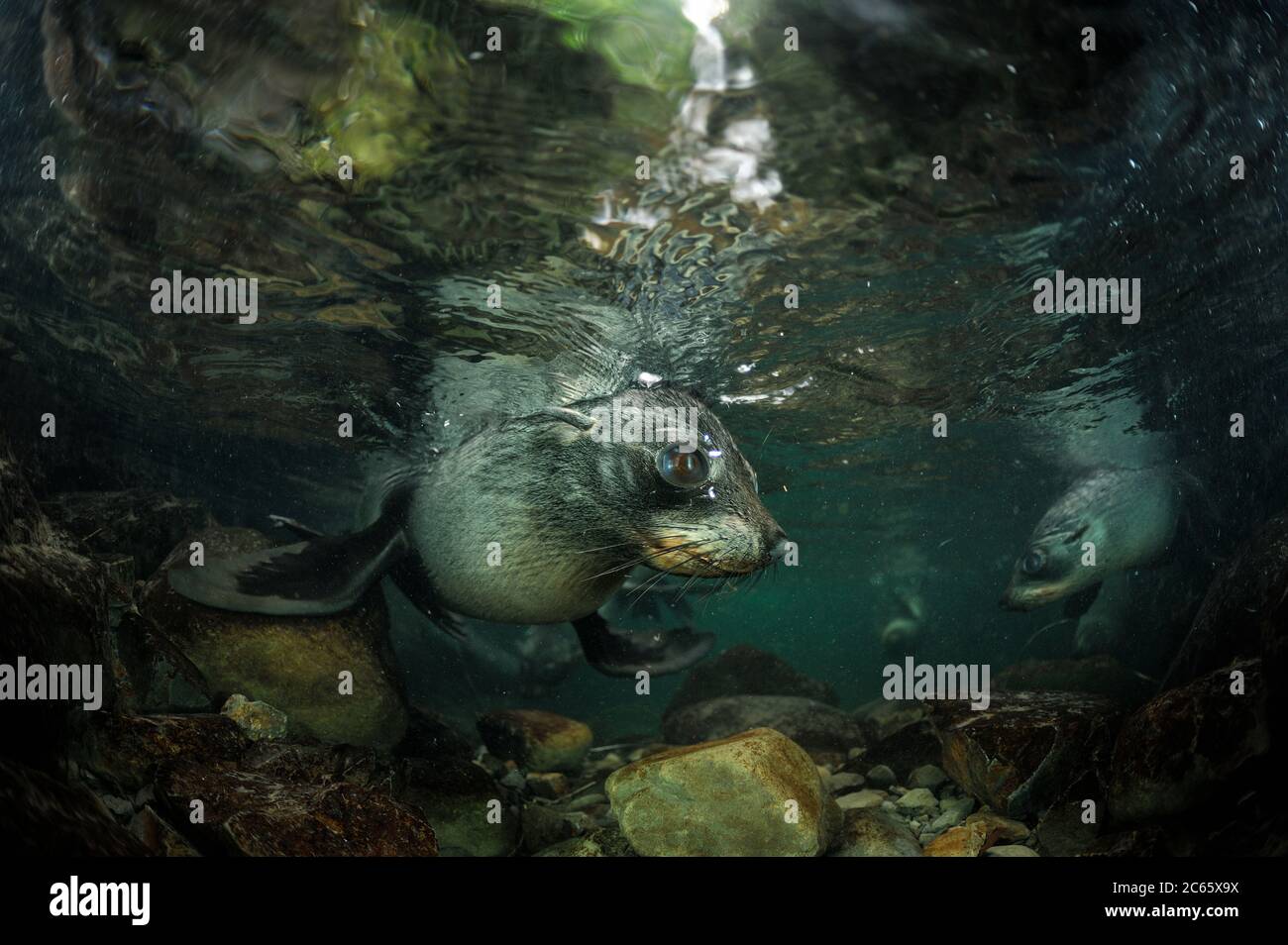 Neuseeländische Seehundjungen (Arctocephalus forsteri) Ohau Stream, Neuseeland, Stockfoto