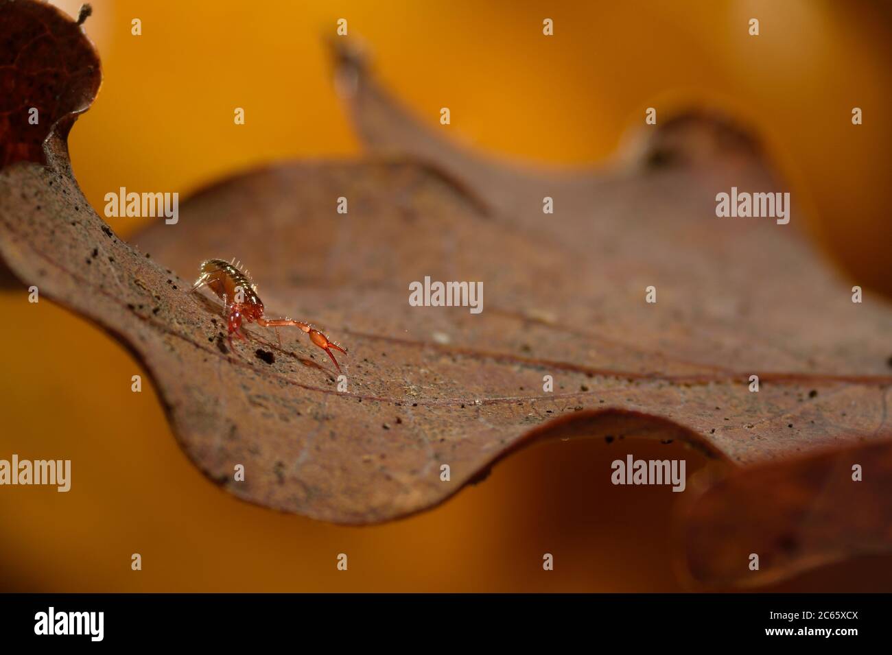 Pseudoskorpion (Chelifer cancroides) auf gefallenes Eichenblatt, auch als falscher Skorpion oder Buchskorpion bekannt, in Blattstreu, Westensee, Kiel, Deutschland Stockfoto