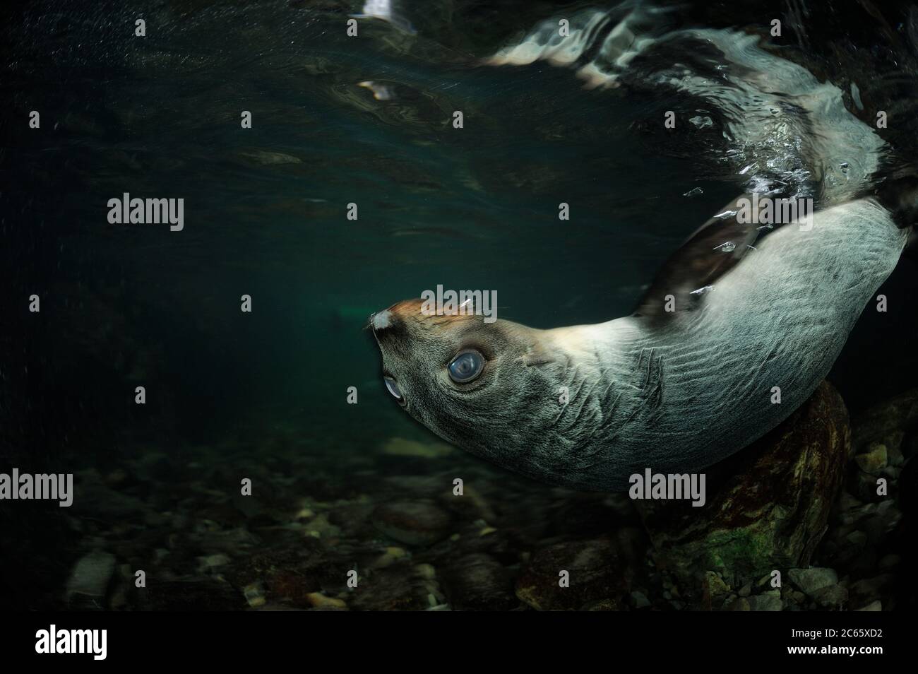 Neuseeländische Seehundjungen (Arctocephalus forsteri) Ohau Stream, Neuseeland, Stockfoto