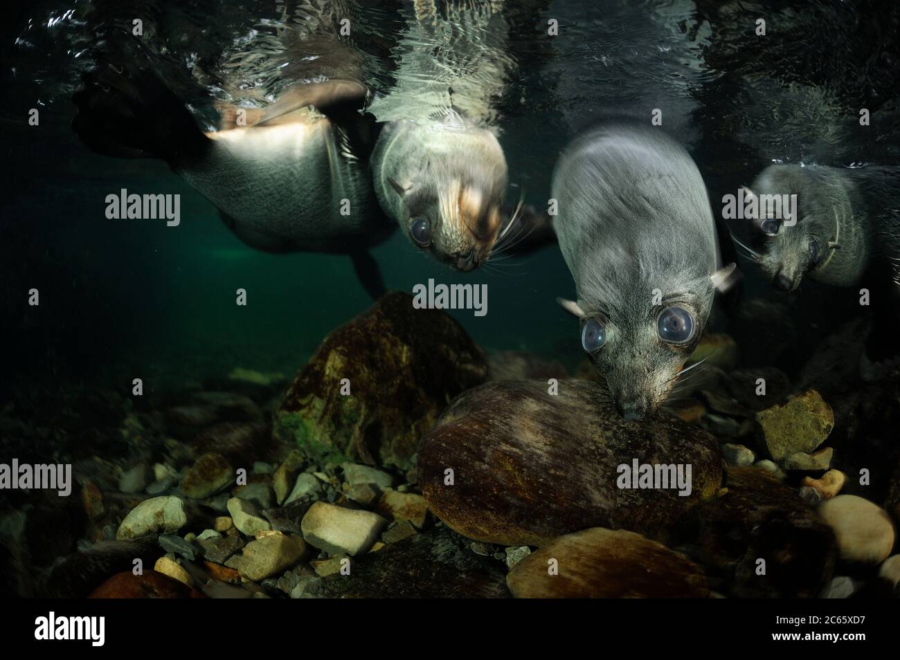 Neuseeländische Seehundjungen (Arctocephalus forsteri) Ohau Stream, Neuseeland, Stockfoto