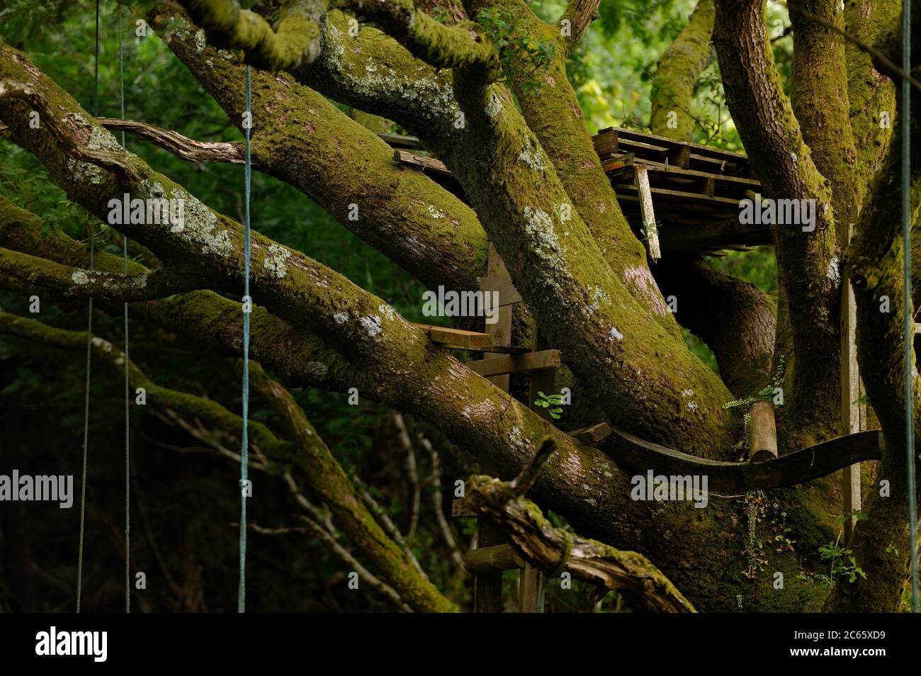 Eiche (Quercus sp) mit Seilen zum Klettern und einer Holzpalette, um eine Plattform zu schaffen. Meavy, Devon, Großbritannien Stockfoto