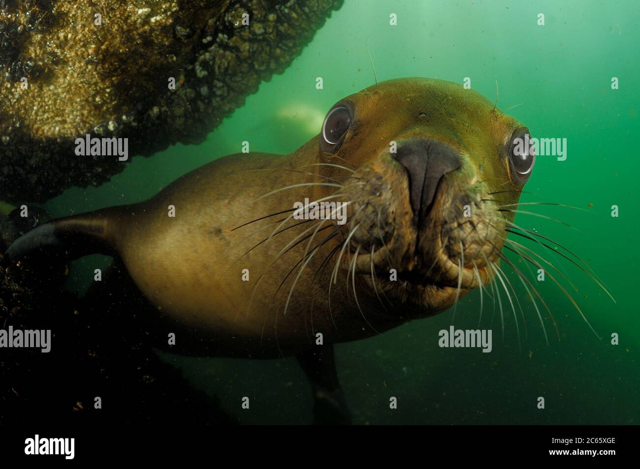Südliche Seelöwen (Otaria flavescens) Comau Fjord, Patagonien, Chile Stockfoto
