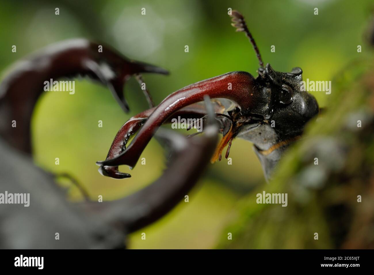 Hirschkäfer (Lucanus cervius) Männchen auf Eiche, Elbe, Deutschland, Juni Stockfoto