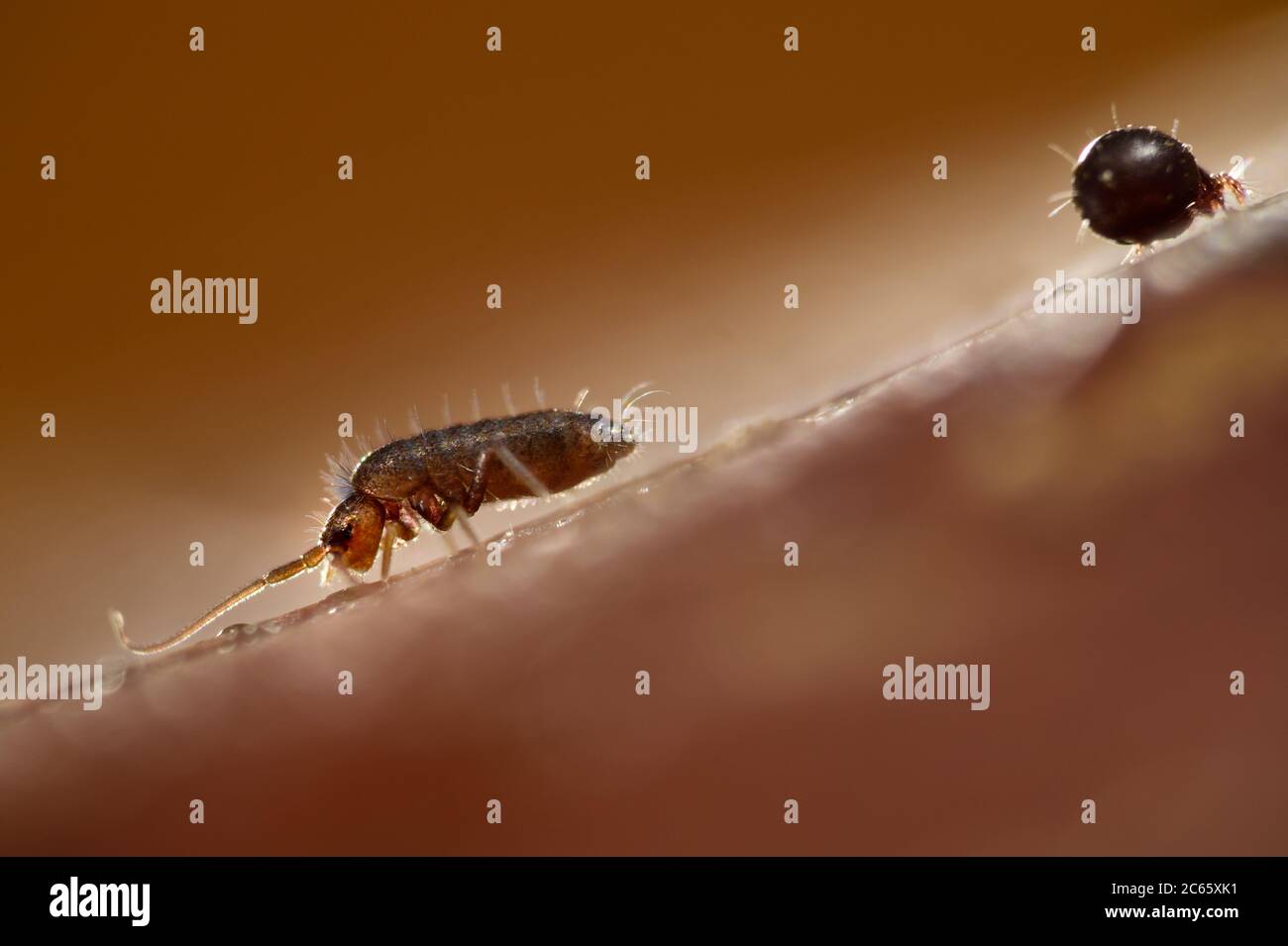 Springschwanz (Collembola) links und Moosmilbe (Oribatida) rechts auf gefallenes Eichenblatt, Blattstreu, Westensee, Kiel, Deutschland Stockfoto