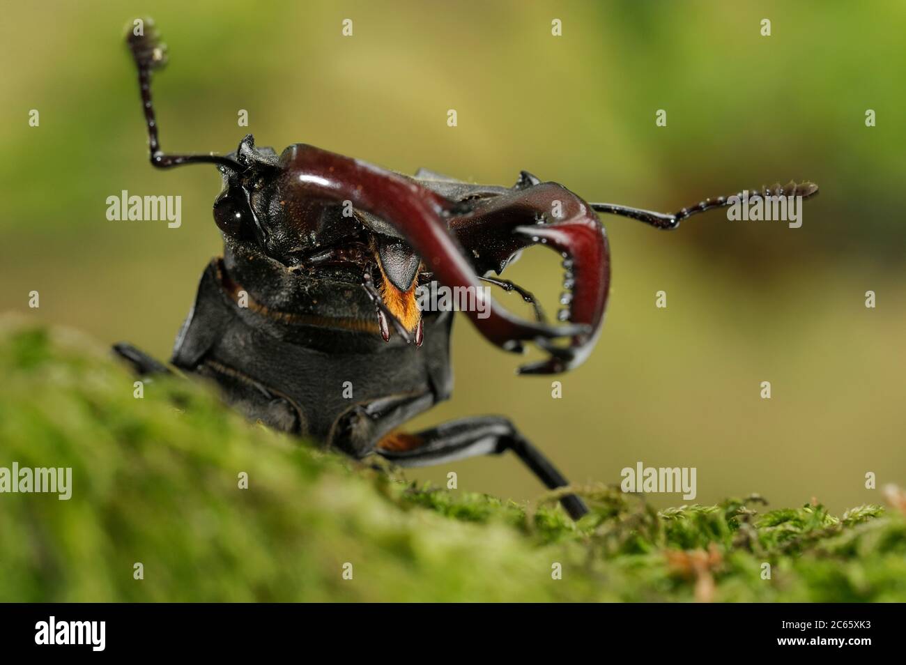 Hirschkäfer (Lucanus cervius) Männchen auf Eiche, Elbe, Deutschland, Juni Stockfoto