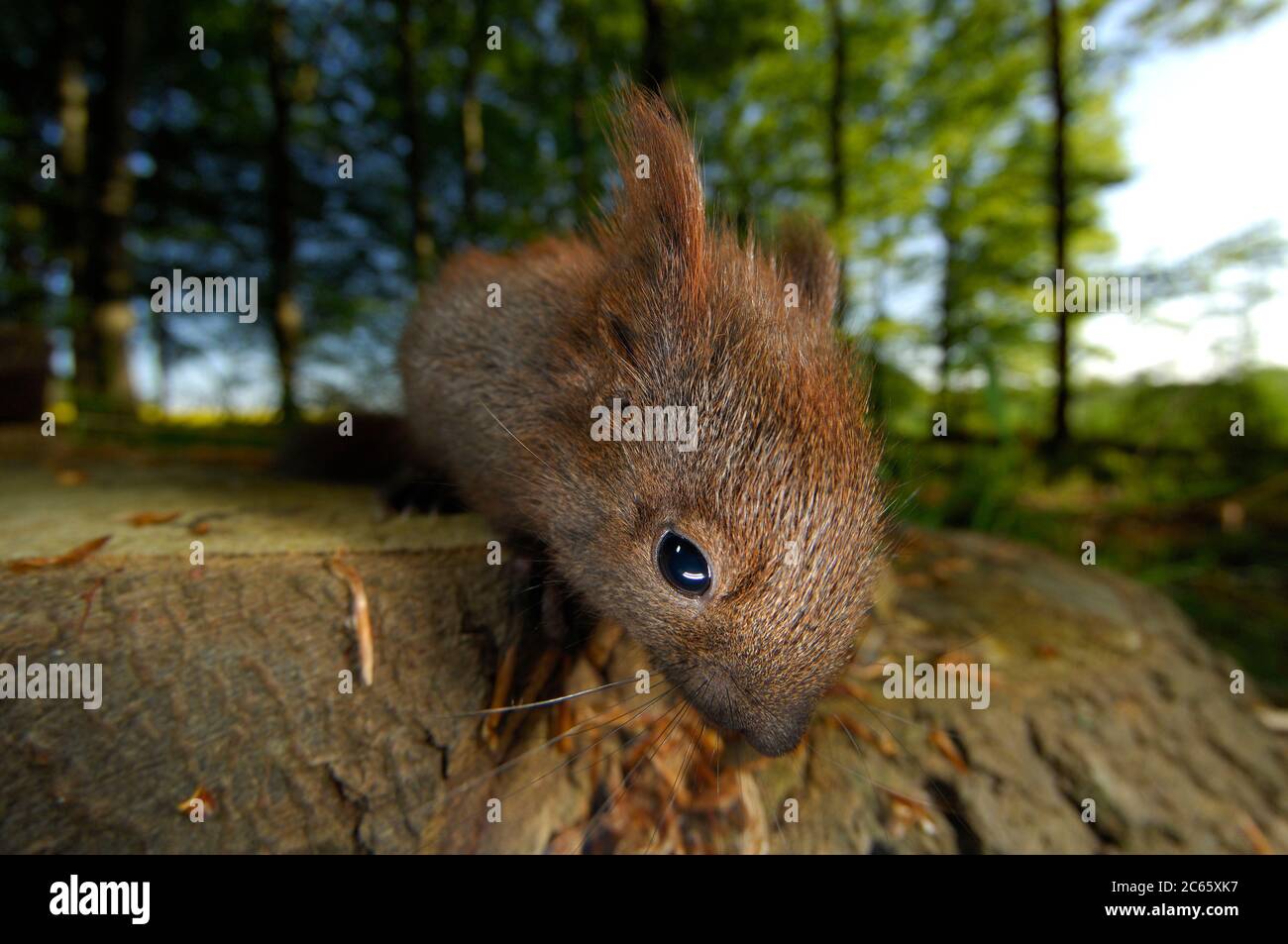 Subadulte eurasische rote Eichhörnchen (Sciurus vulgaris) Stockfoto