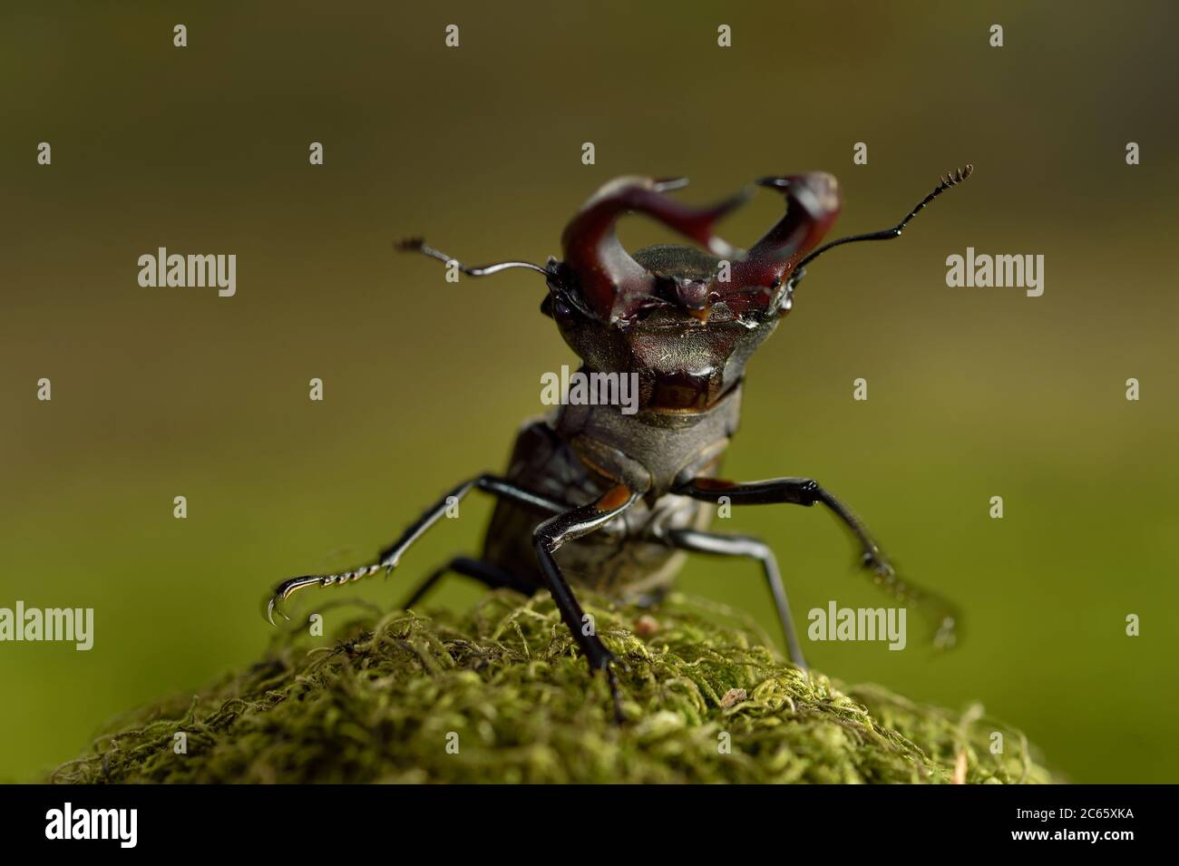 Hirschkäfer (Lucanus cervius) Männchen auf Eiche, Elbe, Deutschland, Juni Stockfoto