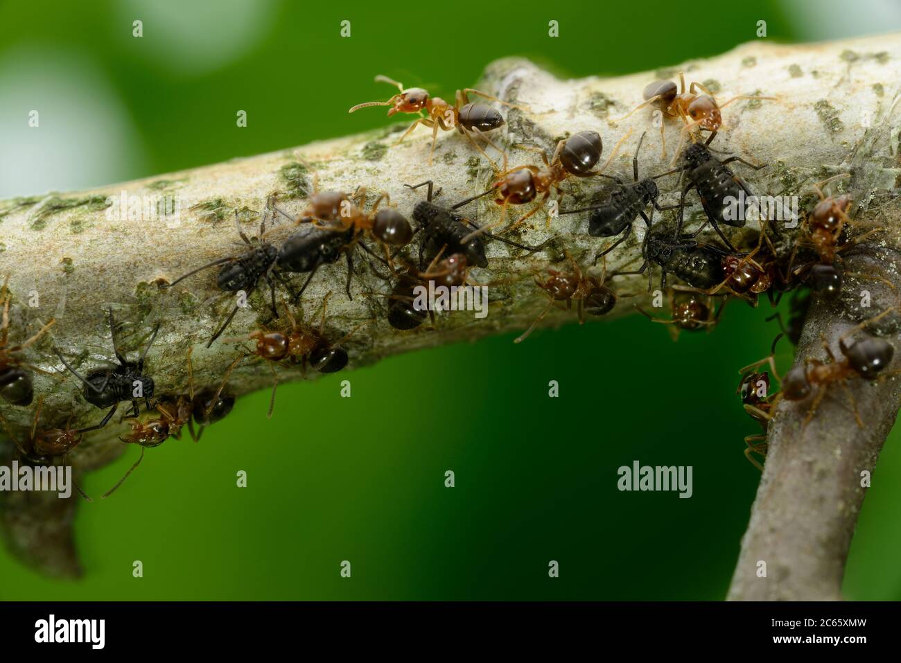 Die Ameisen (Lasius brunneus) kümmern sich um die Blattläuse und verteidigen sie gegen Raubtiere und profitieren später von ihren süßen Blattsaftausscheidungen Stockfoto