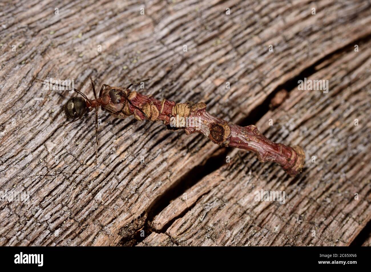 Holzameisen (Formica ps.) auf Rumskulla Eiche in Schweden Stockfoto