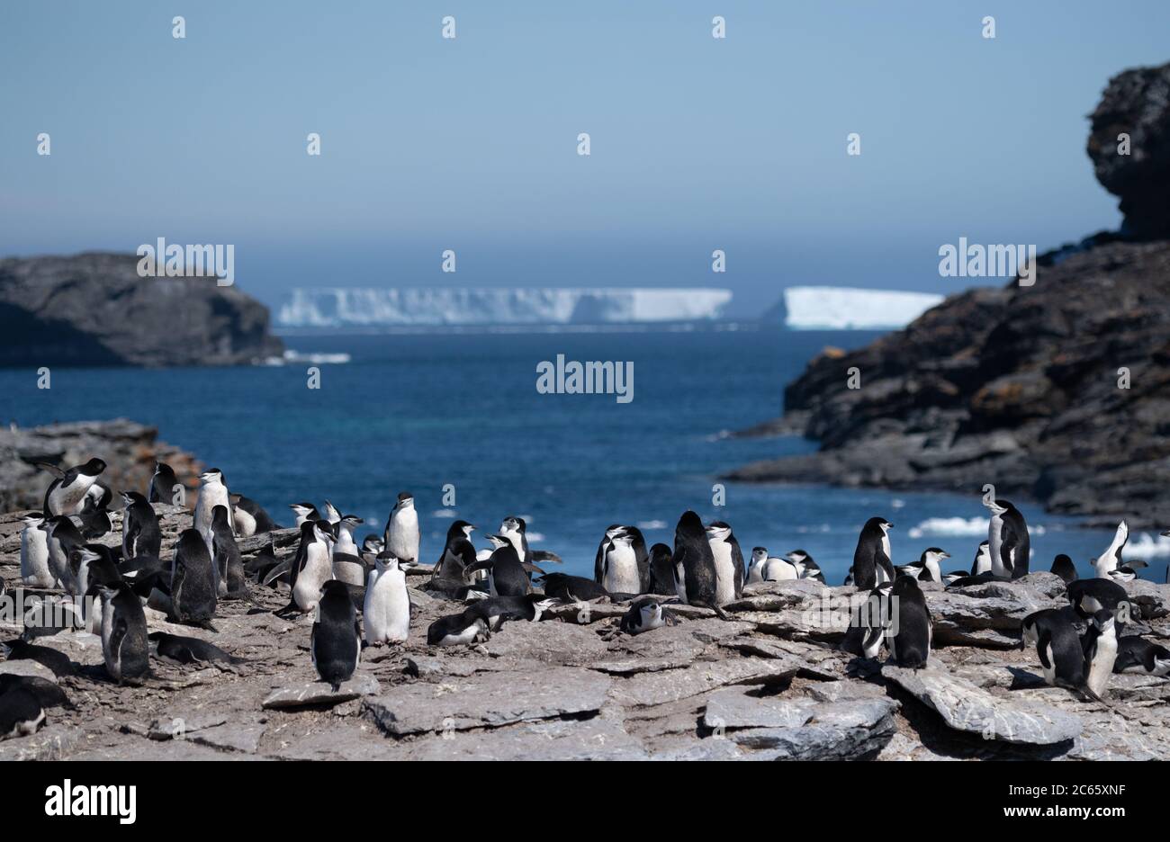 Kinnriemen Pinguin (Pygoscelis antarctica) auf Signy Island, Krönungsinsel, Antarktis Stockfoto