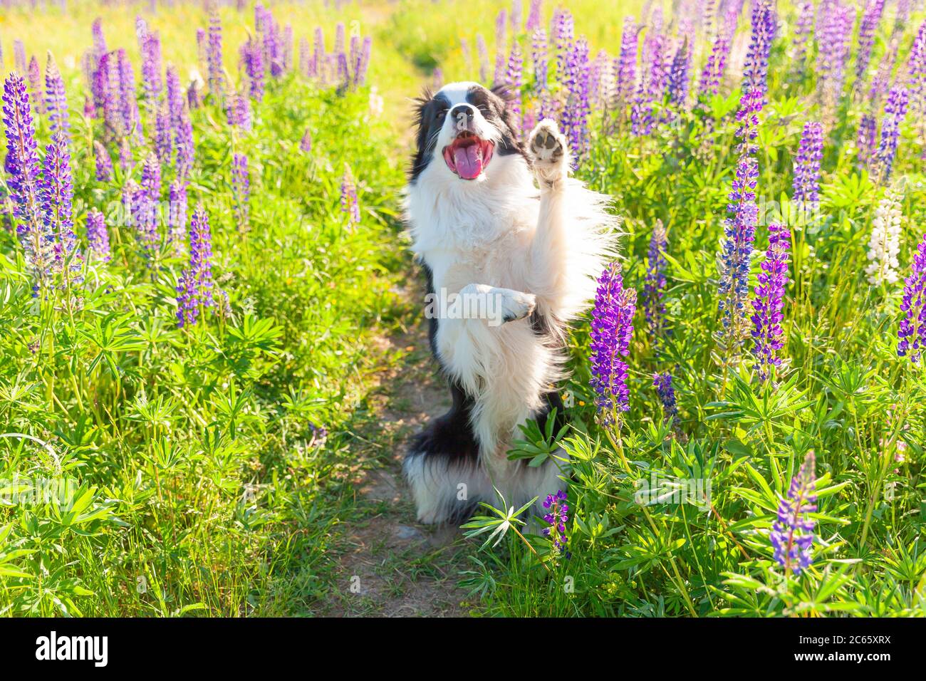 Outdoor-Porträt von niedlichen lächelnden Welpen Grenze Collie sitzt auf Gras violetten Blume Hintergrund. Lustige Gesicht kleinen Hund springen und geben Pfote. Tierpflege und lustige Tiere Leben Konzept Stockfoto
